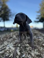Zephyr, a male Catahoula Leopard Dog for sale in Tigard, OR – Photo 4 of 8