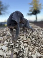 Zephyr, a male Catahoula Leopard Dog for sale in Tigard, OR – Photo 7 of 8