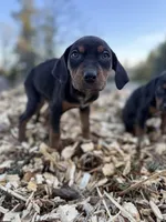 Rowan, a male Catahoula Leopard Dog for sale in Tigard, OR – Photo 6 of 9
