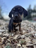 Rowan, a male Catahoula Leopard Dog for sale in Tigard, OR – Photo 5 of 9