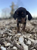 Rowan, a male Catahoula Leopard Dog for sale in Tigard, OR – Photo 7 of 9