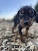 Rowan, a male Catahoula Leopard Dog for sale in Tigard, OR – Photo 2 of 9