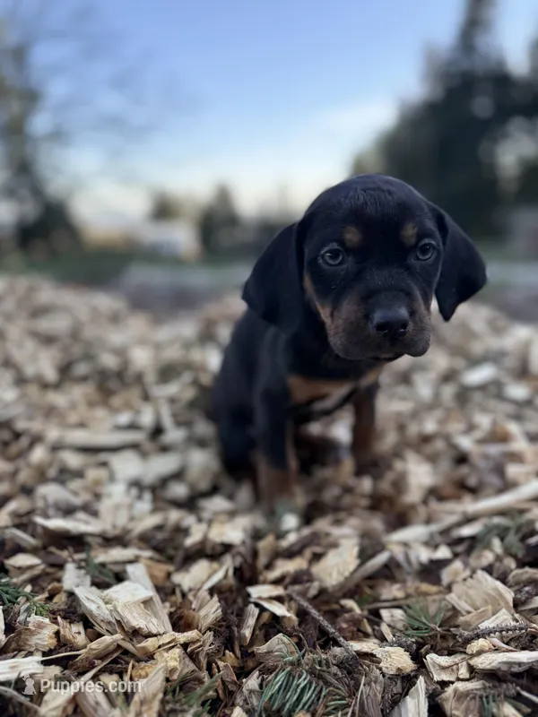 Rowan – Catahoula Leopard Dog puppy for sale in Tigard, OR