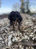 Rowan, a male Catahoula Leopard Dog for sale in Tigard, OR – Photo 9 of 9