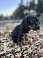 Rowan, a male Catahoula Leopard Dog for sale in Tigard, OR – Photo 4 of 9
