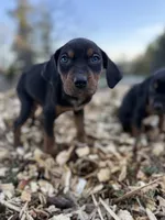 Rowan, a male Catahoula Leopard Dog for sale in Tigard, OR – Photo 3 of 9