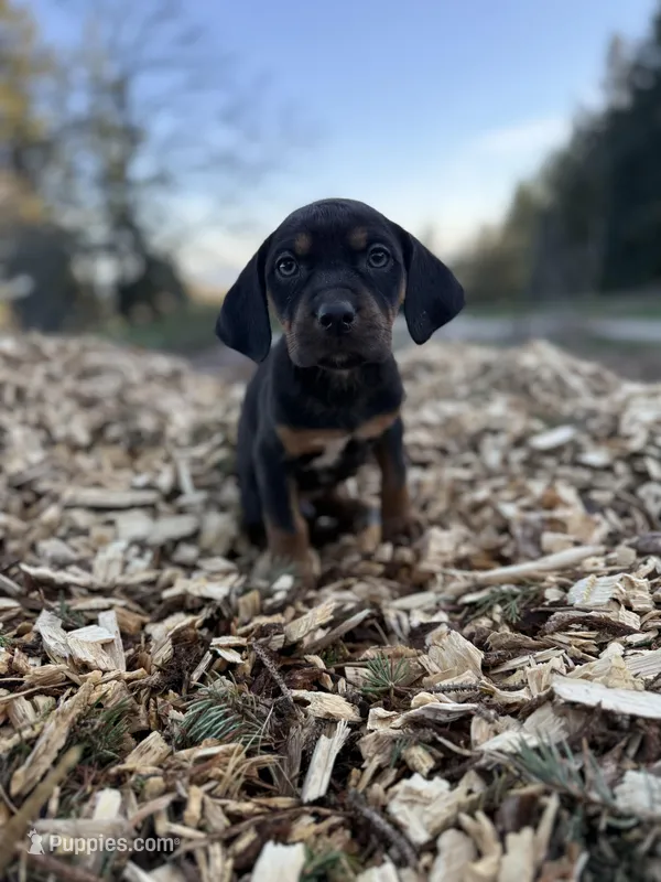 Rowan – Catahoula Leopard Dog puppy for sale in Tigard, OR