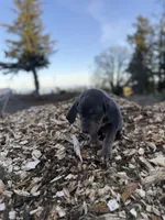 Halo, a male Catahoula Leopard Dog for sale in Tigard, OR – Photo 7 of 10