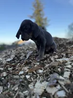 Halo, a male Catahoula Leopard Dog for sale in Tigard, OR – Photo 3 of 10