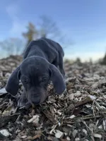 Halo, a male Catahoula Leopard Dog for sale in Tigard, OR – Photo 4 of 10