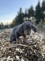 Halo, a male Catahoula Leopard Dog for sale in Tigard, OR – Photo 1 of 10