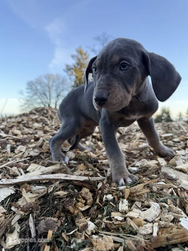 Halo – Catahoula Leopard Dog puppy for sale in Tigard, OR