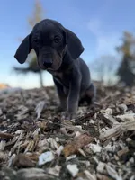 Halo, a male Catahoula Leopard Dog for sale in Tigard, OR – Photo 6 of 10