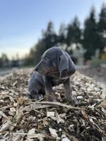 Halo, a male Catahoula Leopard Dog for sale in Tigard, OR – Photo 10 of 10