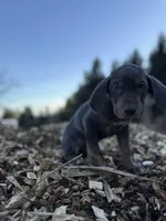 Halo, a male Catahoula Leopard Dog for sale in Tigard, OR – Photo 5 of 10
