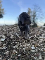 Halo, a male Catahoula Leopard Dog for sale in Tigard, OR – Photo 8 of 10