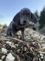 Halo, a male Catahoula Leopard Dog for sale in Tigard, OR – Photo 2 of 10