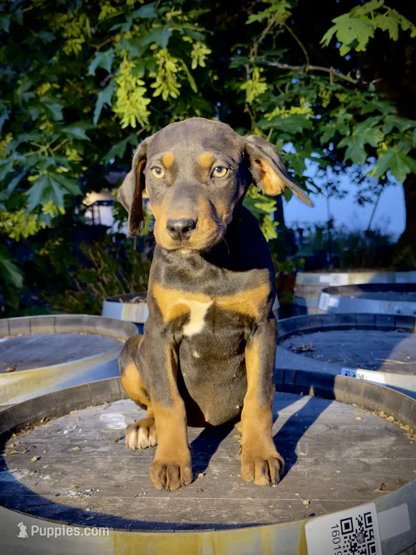 Nightshade – Catahoula Leopard Dog puppy for sale in Tigard, OR