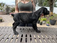 "Tank" Brindle Male, a male Cane Corso for sale in Land O Lakes, FL – Photo 5 of 5