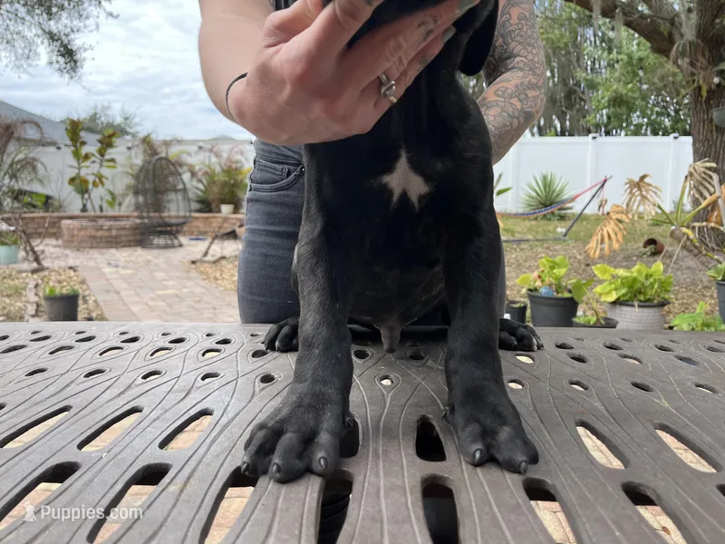 "Tank" Brindle Male, a male Cane Corso for sale in Land O Lakes, FL – Photo 1 of 5