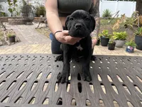 "Tank" Brindle Male, a male Cane Corso for sale in Land O Lakes, FL – Photo 4 of 5