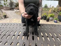 "Tank" Brindle Male, a male Cane Corso for sale in Land O Lakes, FL – Photo 2 of 5