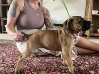 Belle — Female Cane Corso, a female Cane Corso for sale in Land O Lakes, FL – 4 of 4