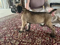Yoshi — Male Cane Corso, a male Cane Corso for sale in Land O Lakes, FL – 2 of 5