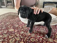 Aurora “Rori” — Female Cane Corso, a female Cane Corso for sale in Land O Lakes, FL – 5 of 5