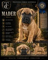 Mader — Male Cane Corso, a male Cane Corso for sale in Land O Lakes, FL – 1 of 5