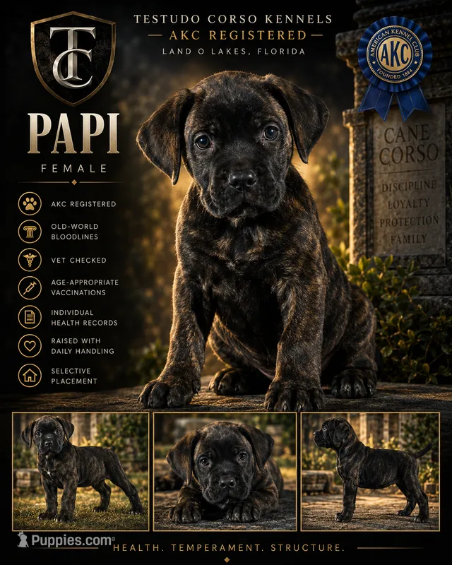 Papi — Female Cane Corso – Cane Corso puppy for sale in Land O Lakes, FL