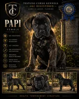 Papi — Female Cane Corso, a female Cane Corso for sale in Land O Lakes, FL – 1 of 4