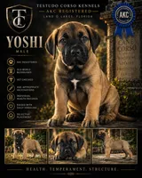 Yoshi — Male Cane Corso, a male Cane Corso for sale in Land O Lakes, FL – 1 of 5