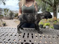 "Samsung" Brindle Male, a male Cane Corso for sale in Land O Lakes, FL – Photo 3 of 3