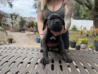 "Samsung" Brindle Male, a male Cane Corso for sale in Land O Lakes, FL – Photo 1 of 3