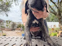 "Samsung" Brindle Male, a male Cane Corso for sale in Land O Lakes, FL – Photo 2 of 3