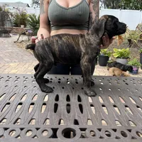 "Buzz" Brindle Male, a male Cane Corso for sale in Land O Lakes, FL – Photo 5 of 5