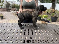 "Buzz" Brindle Male, a male Cane Corso for sale in Land O Lakes, FL – Photo 5 of 5