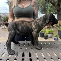 "Buzz" Brindle Male, a male Cane Corso for sale in Land O Lakes, FL – Photo 3 of 5