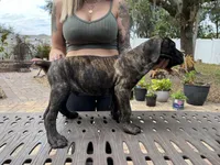 "Buzz" Brindle Male, a male Cane Corso for sale in Land O Lakes, FL – Photo 3 of 5