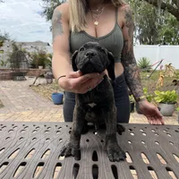 "Buzz" Brindle Male, a male Cane Corso for sale in Land O Lakes, FL – Photo 2 of 5