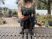 "Buzz" Brindle Male, a male Cane Corso for sale in Land O Lakes, FL – Photo 2 of 5