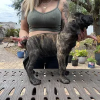 "Buzz" Brindle Male, a male Cane Corso for sale in Land O Lakes, FL – Photo 4 of 5