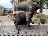 "Buzz" Brindle Male, a male Cane Corso for sale in Land O Lakes, FL – Photo 4 of 5