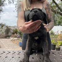 "Buzz" Brindle Male, a male Cane Corso for sale in Land O Lakes, FL – Photo 1 of 5