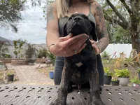 "Buzz" Brindle Male, a male Cane Corso for sale in Land O Lakes, FL – Photo 1 of 5