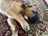 Mader — Male Cane Corso, a male Cane Corso for sale in Land O Lakes, FL – 2 of 5