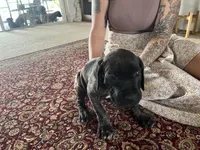 Blossom — Female Cane Corso, a female Cane Corso for sale in Land O Lakes, FL – 3 of 4