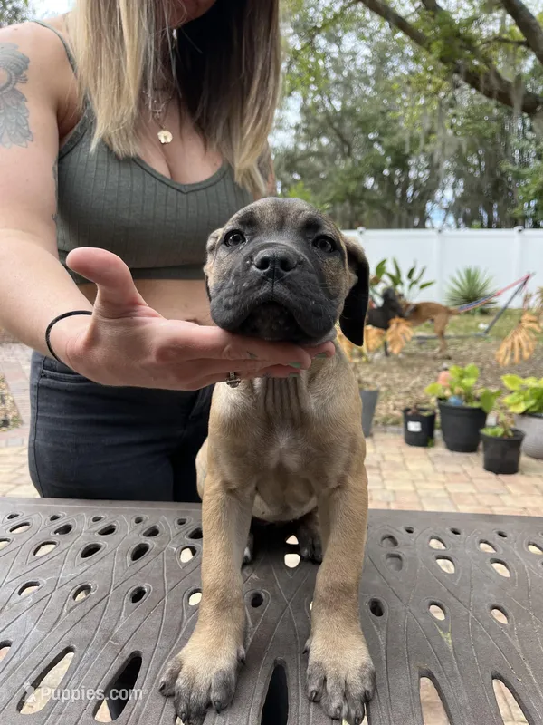 "Tilly" Formentino Female, a female Cane Corso for sale in Land O Lakes, FL – Photo 1 of 6