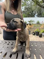 "Tilly" Formentino Female, a female Cane Corso for sale in Land O Lakes, FL – Photo 4 of 6